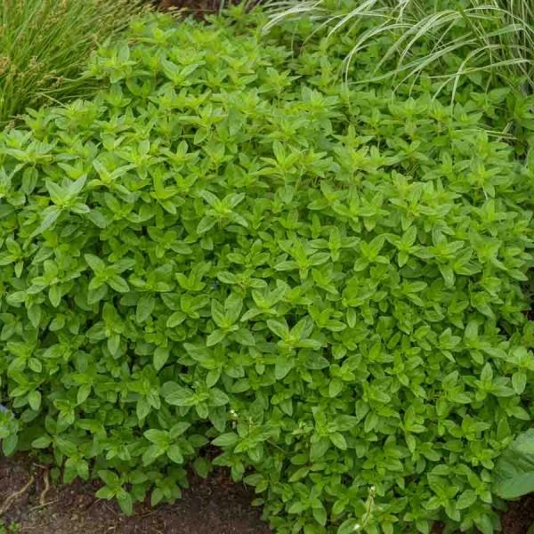 Aromatiques - Origan - Marjolaine Vivace - face recto